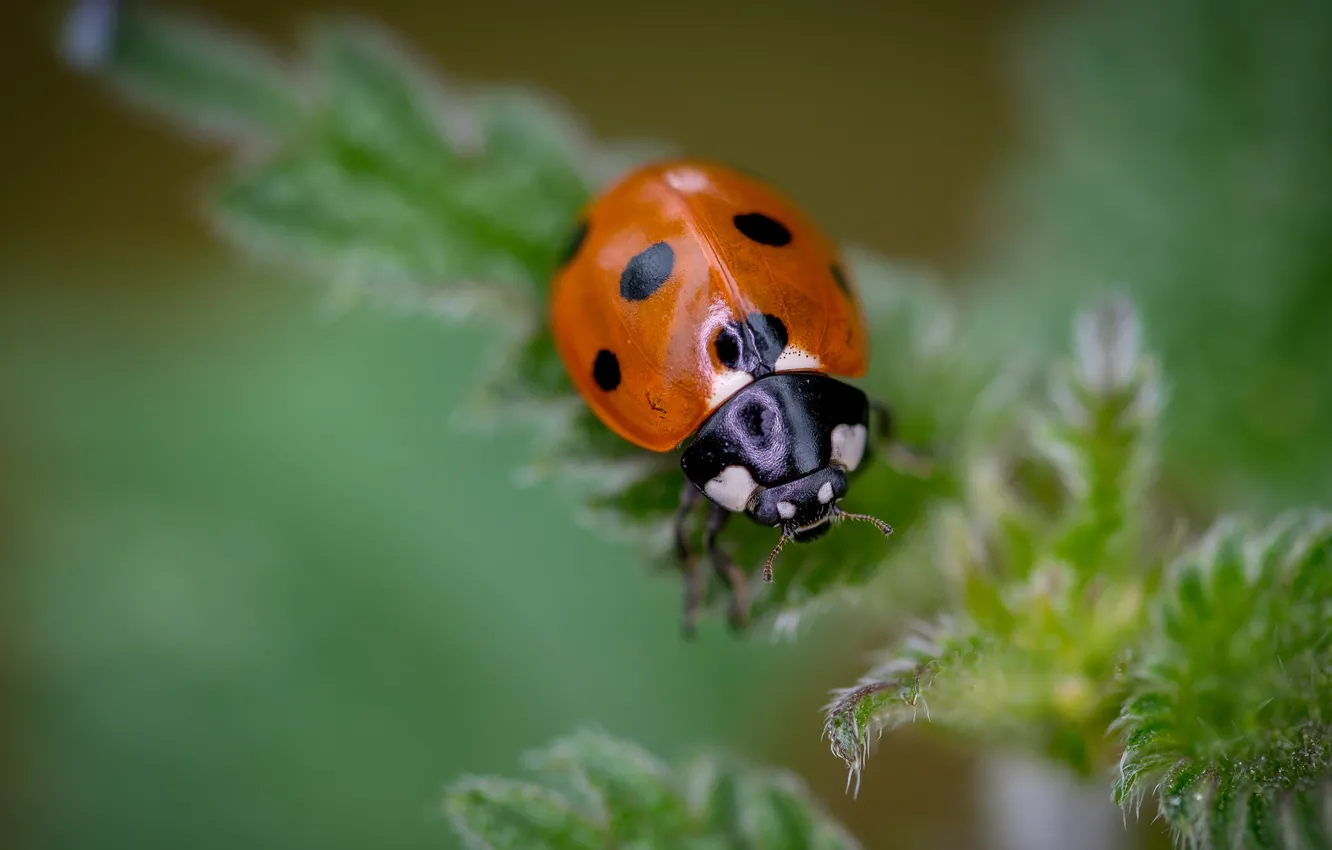Photo wallpaper leaves, macro, ladybug, beetle, blur, insect, green background