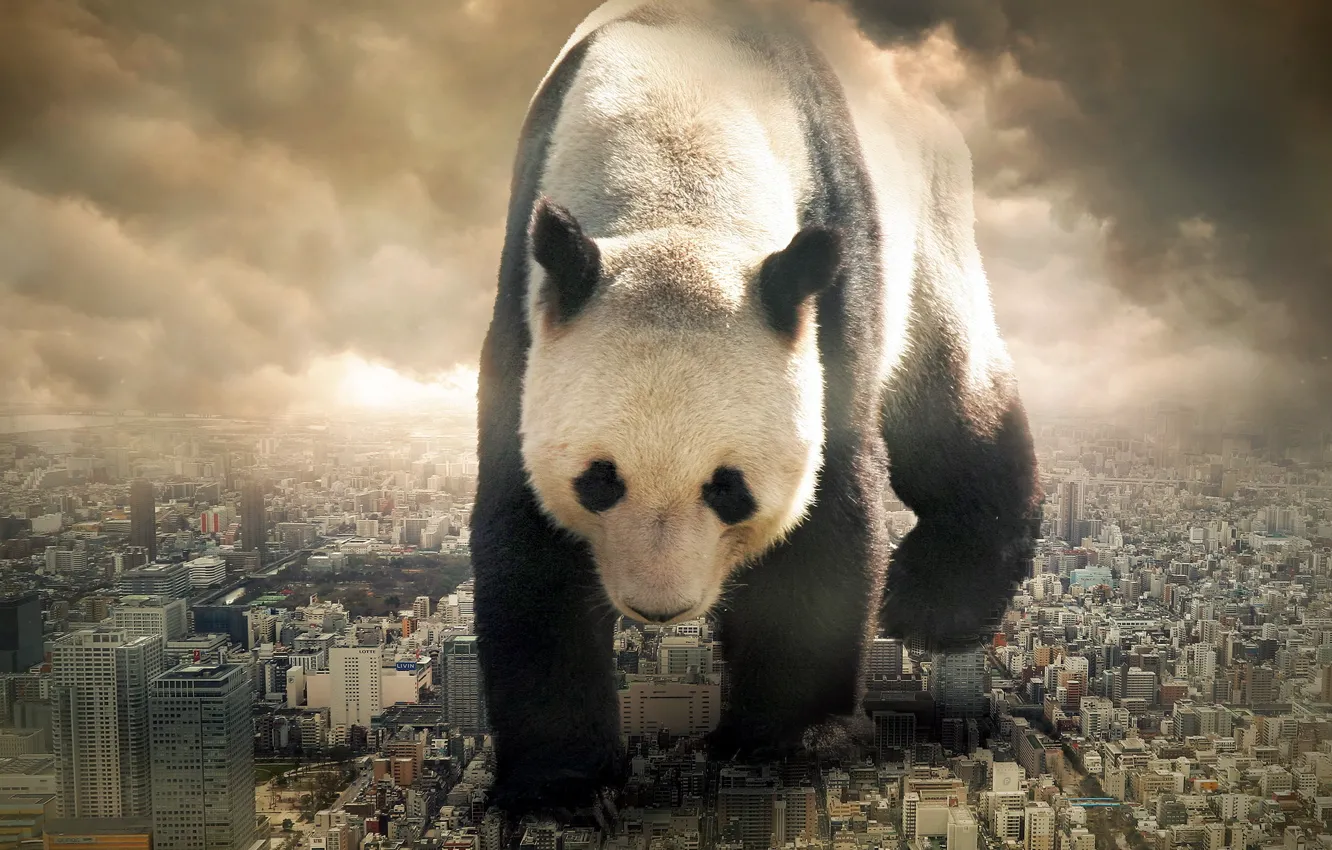 Photo wallpaper the city, the situation, Panda