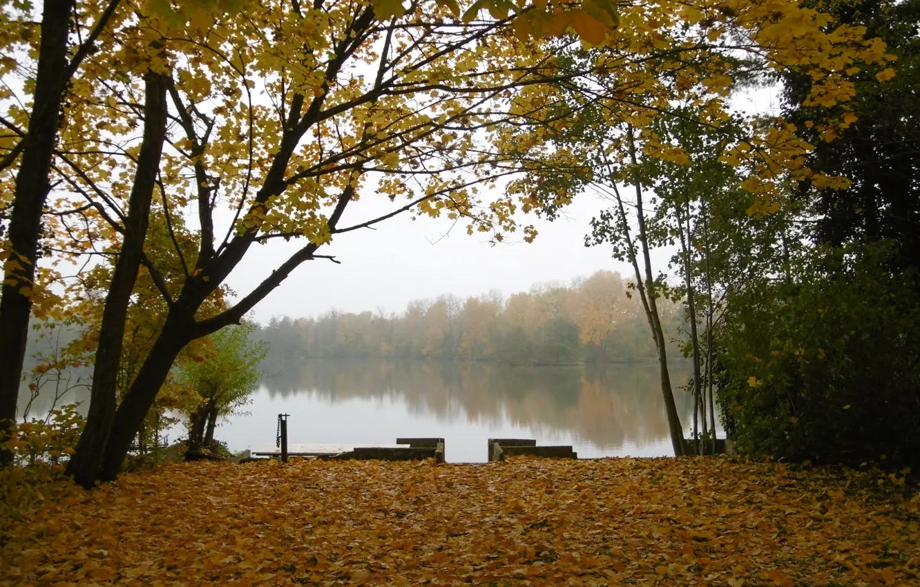 Photo wallpaper autumn, forest, trees, lake, foliage, Nature, forest, trees