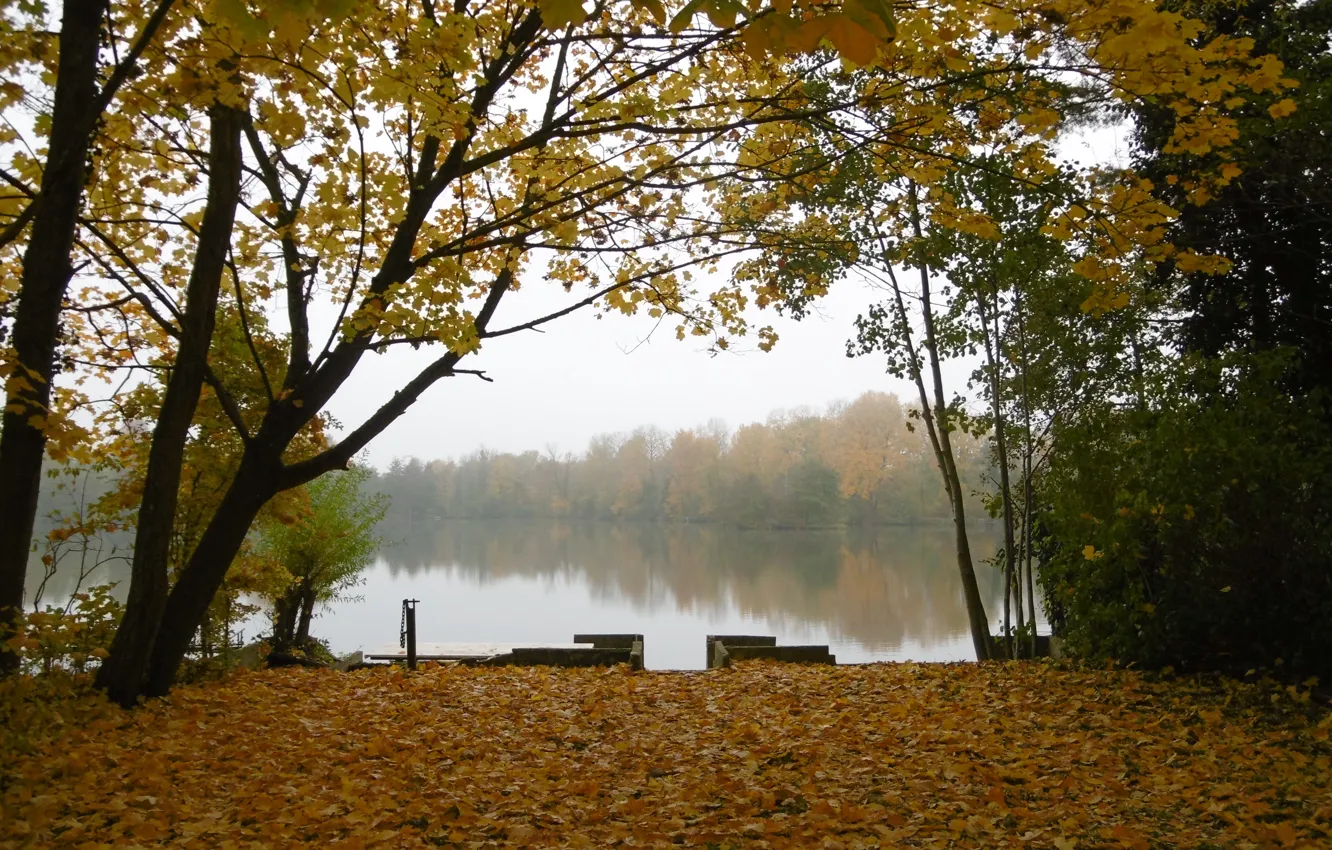 Photo wallpaper autumn, forest, trees, nature, lake, foliage, forest, trees