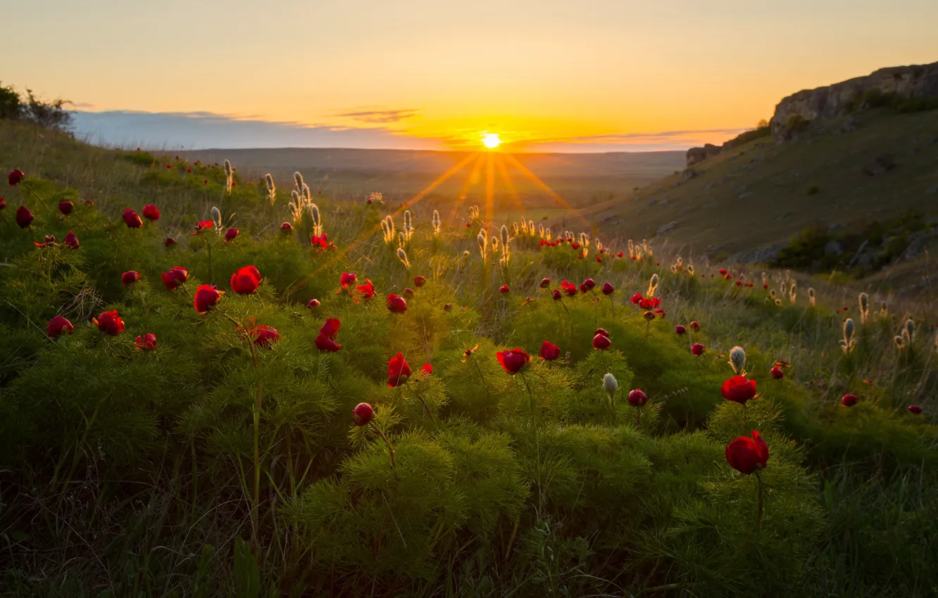 Photo wallpaper the sun, rays, landscape, sunset, flowers, mountains, nature, spring