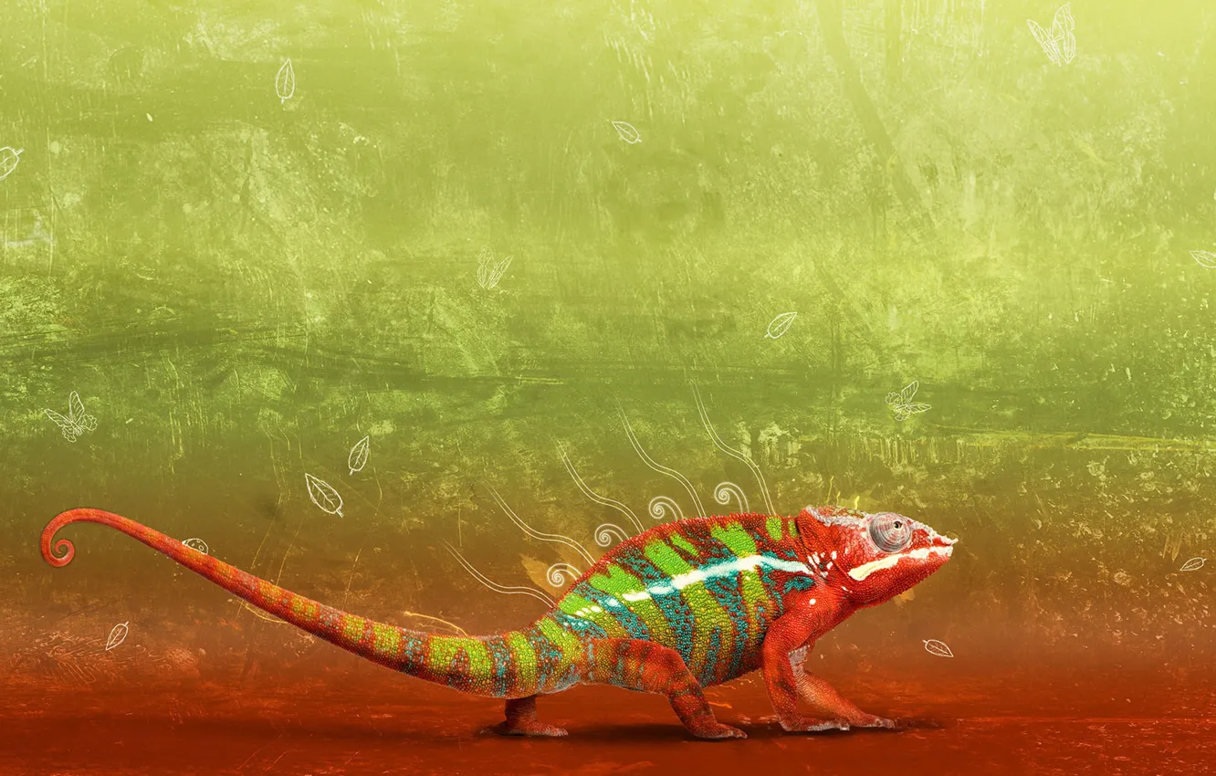 Photo wallpaper chameleon, photoshop, color