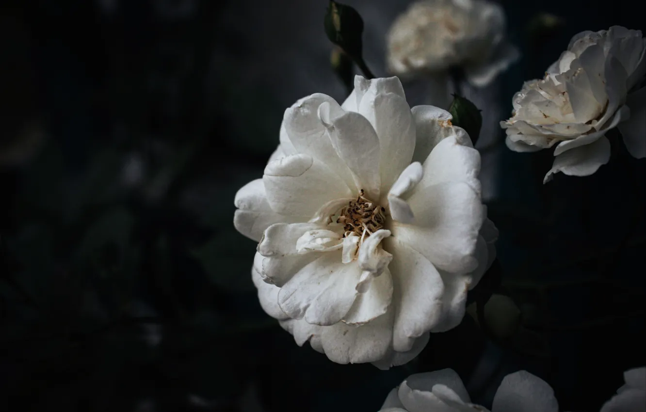 Photo wallpaper white, macro, flowers, shadow