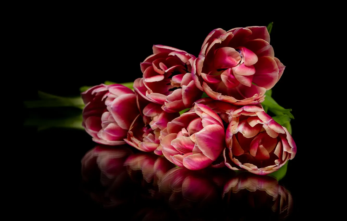 Photo wallpaper flowers, reflection, bouquet, tulips, red, black background