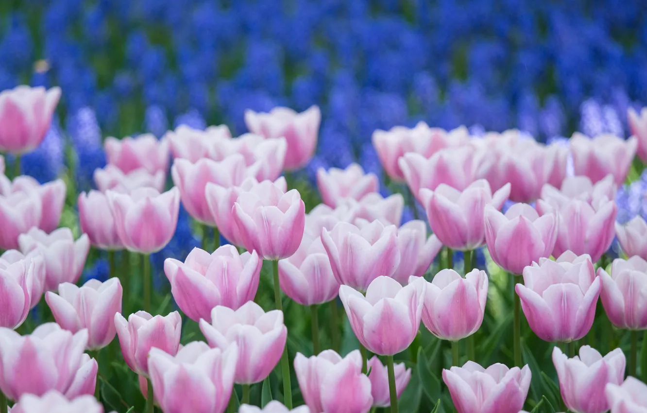 Photo wallpaper flowers, petals, Tulips, blue, pink and white