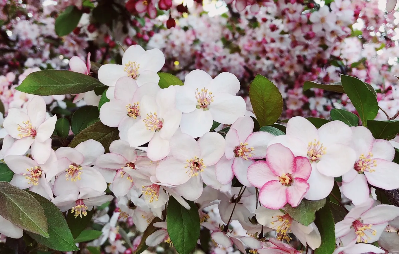 Photo wallpaper flowers, tree, Spring, flowering
