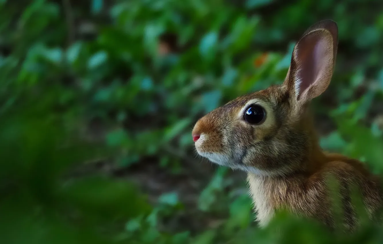Photo wallpaper nature, grey, hare, rabbit, profile, face, hare