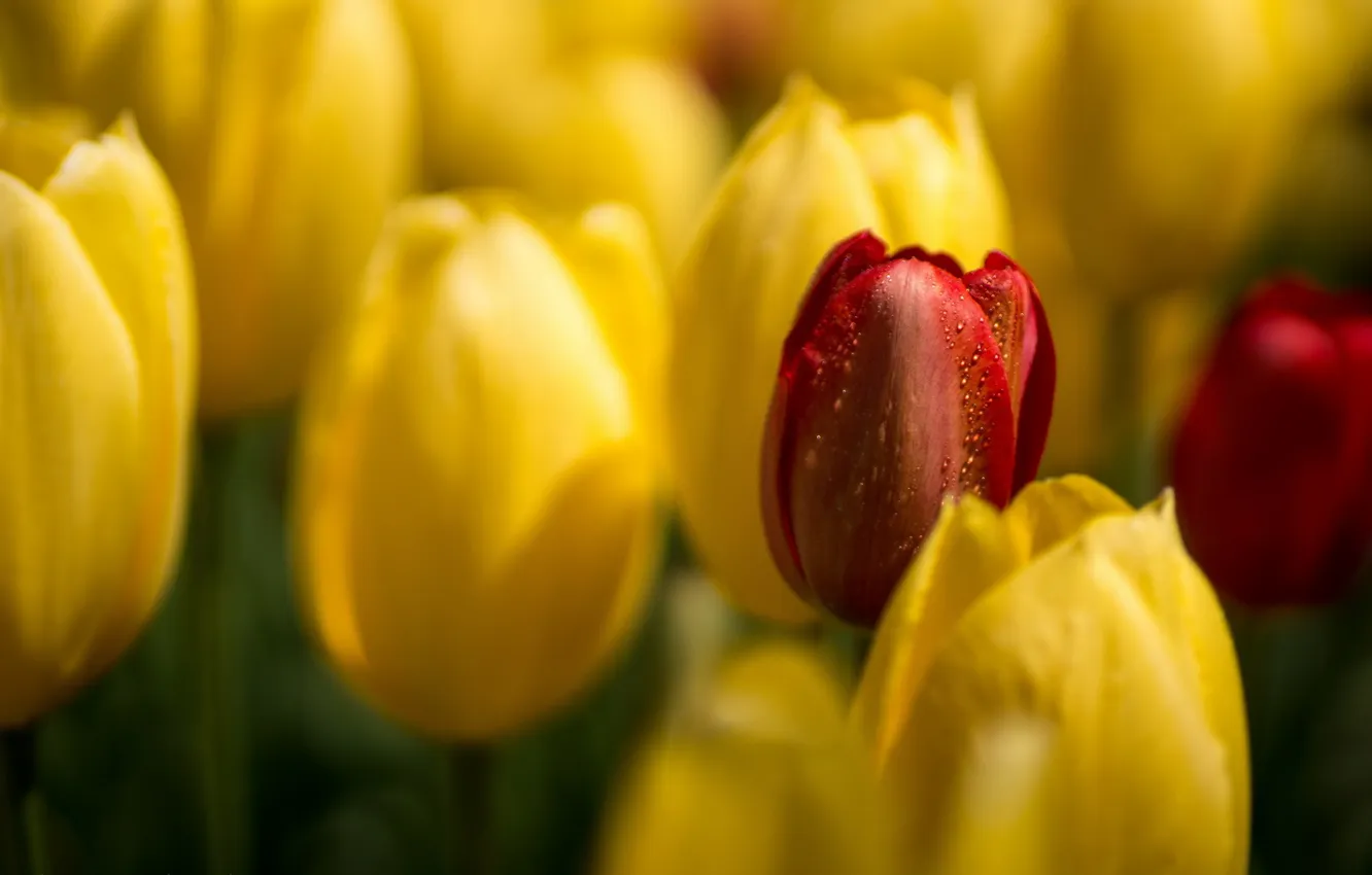 Photo wallpaper flowers, nature, tulips