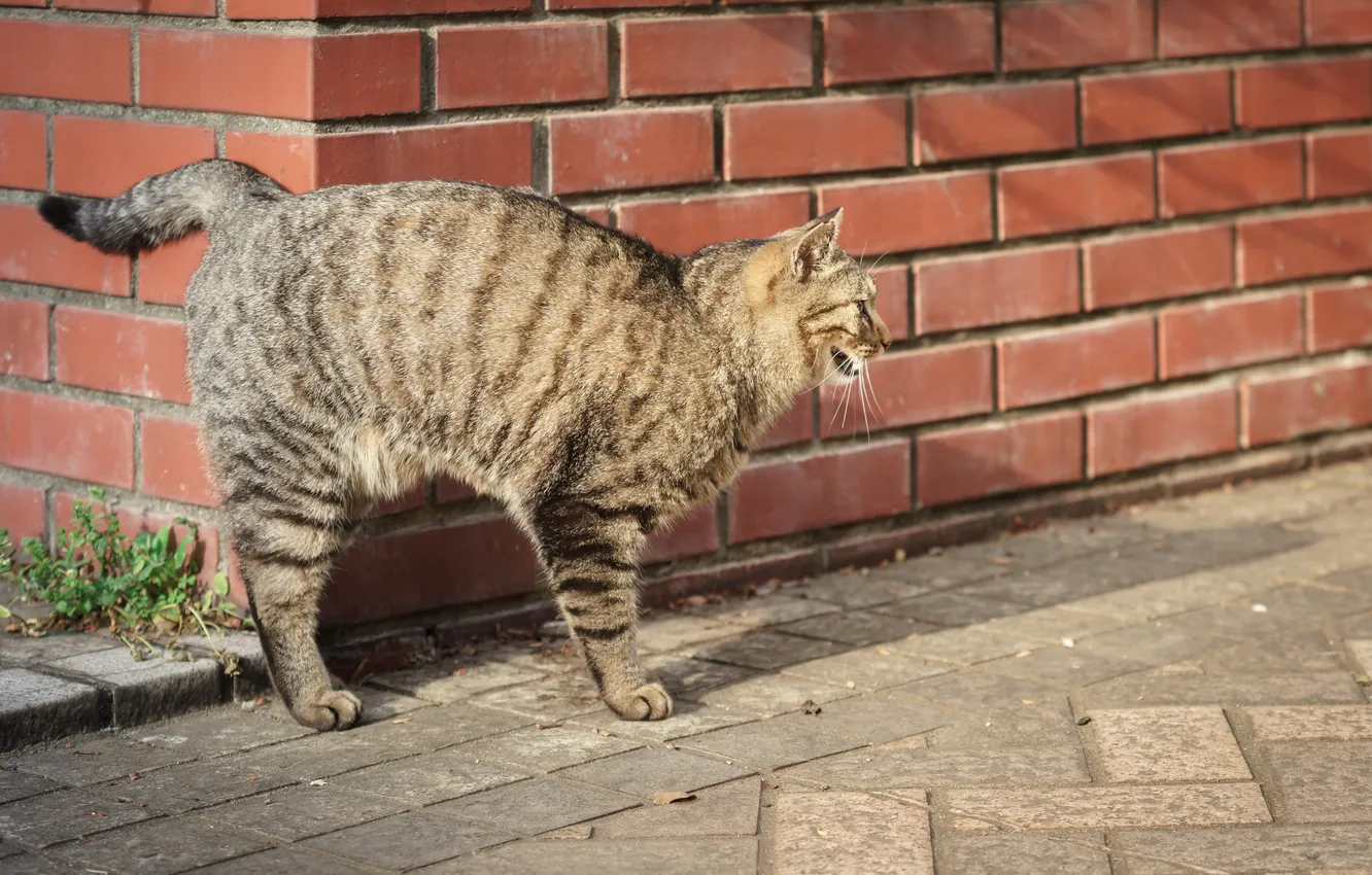 Photo wallpaper street, Koshak, striped, Tomcat