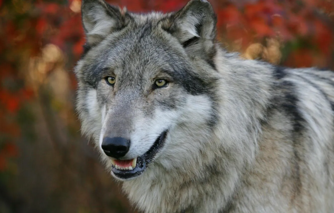 Photo wallpaper forest, nature, danger, wolf, dog, predator