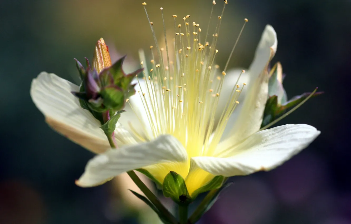 Photo wallpaper white, Lily, stamens