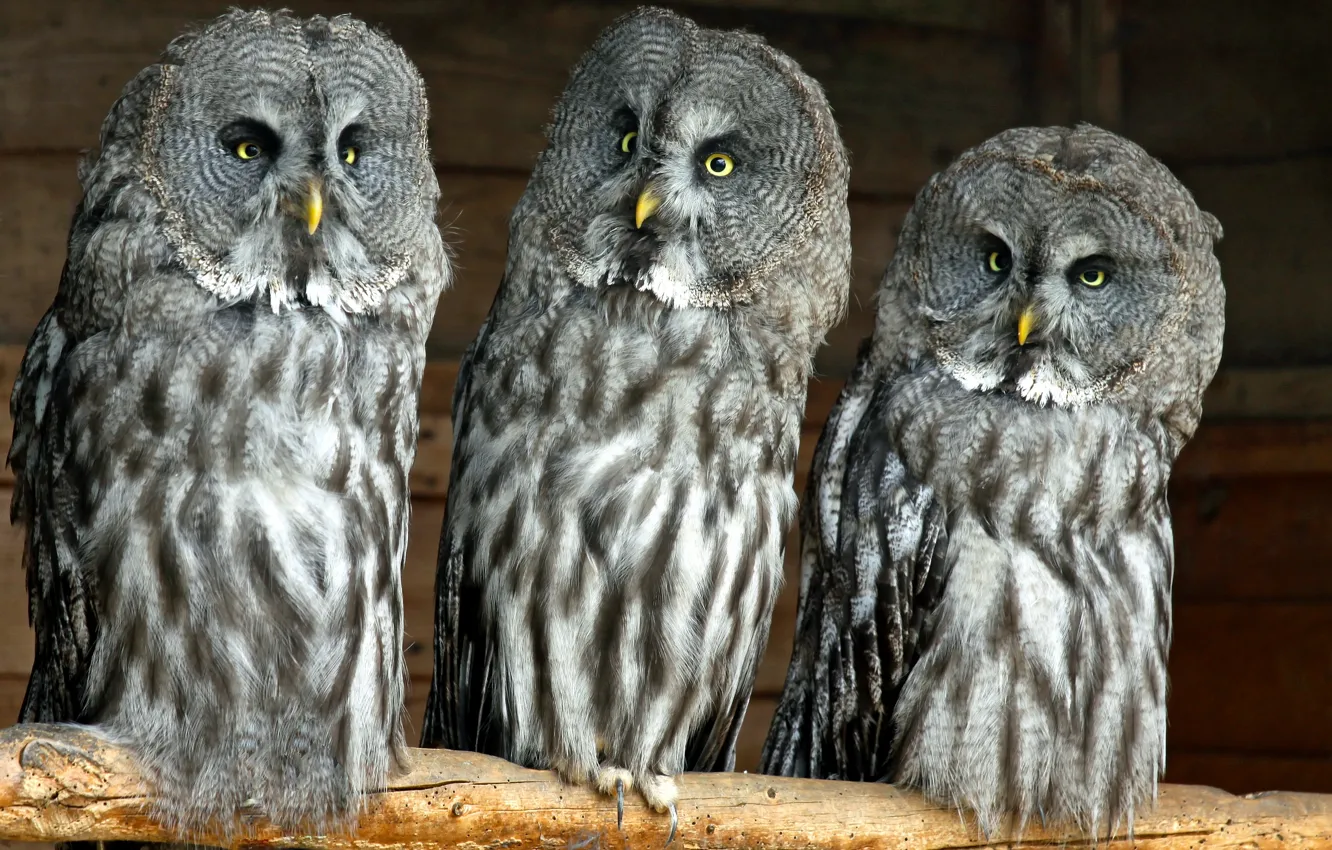 Photo wallpaper owls, Lapland Owl, great grey owl, Great Grey Owl, Trinity