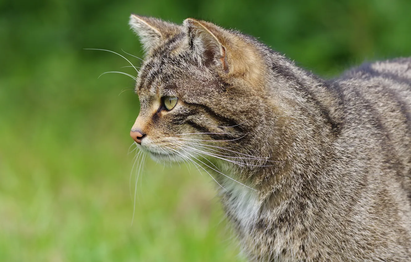 Photo wallpaper cat, cat, face, grey, profile, striped, wild, forest