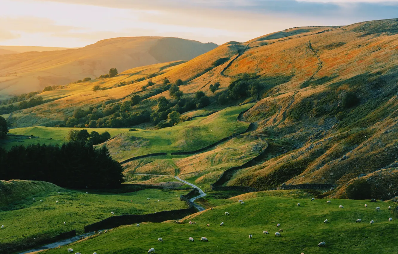 Photo wallpaper hills, pasture, mountains, sheep