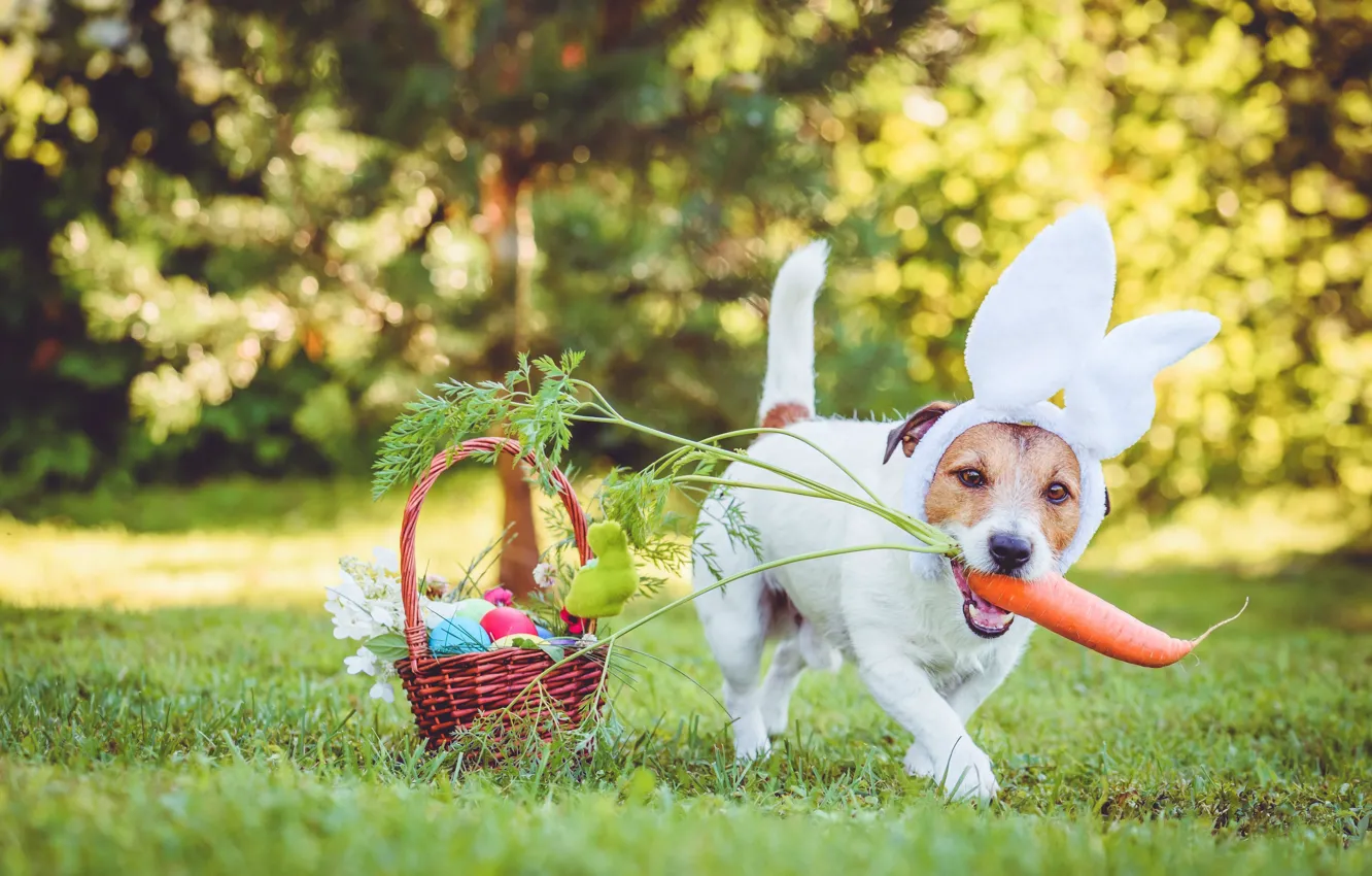 Photo wallpaper dog, eggs, puppy, Easter, eggs, ears, carrots