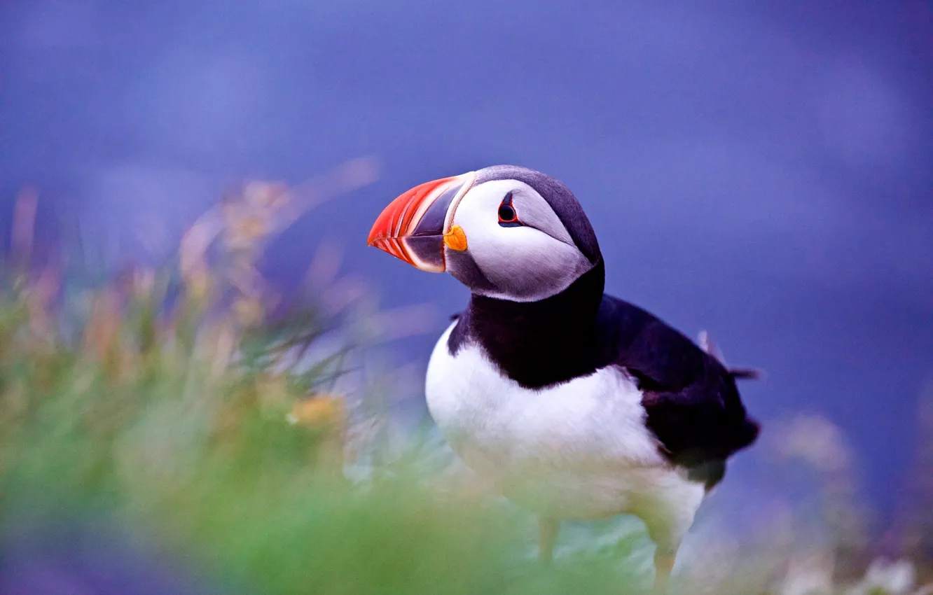 Photo wallpaper grass, nature, bird, stalled, Iceland, bokeh