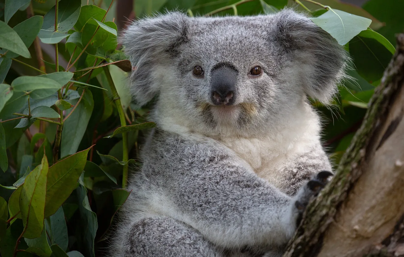 Photo wallpaper leaves, portrait, face, Koala