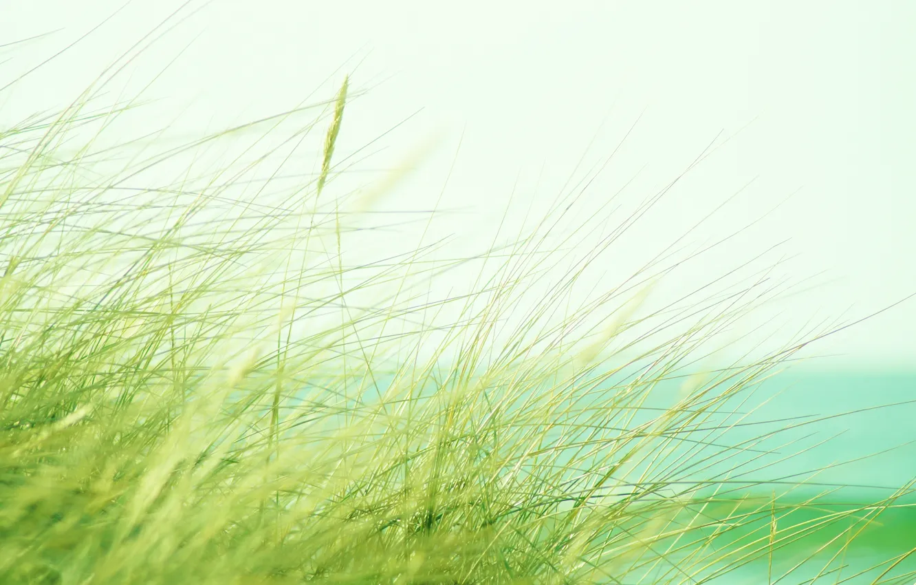 Photo wallpaper grass, spike, bokeh
