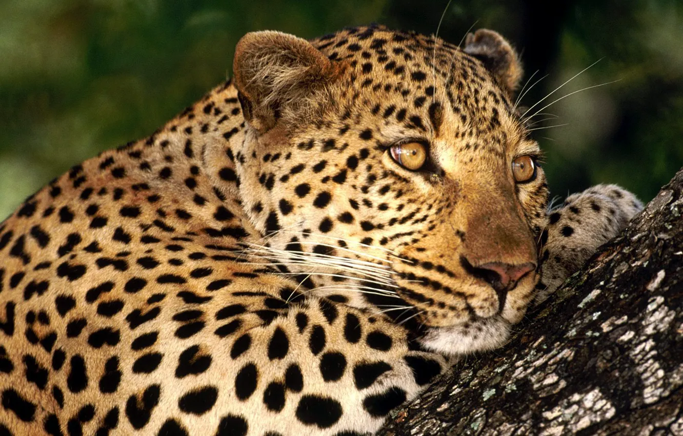 Photo wallpaper cat, spot, leopard