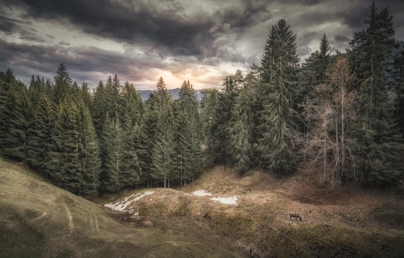 Photo wallpaper forest, the sky, nature