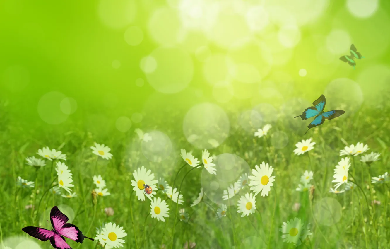 Photo wallpaper summer, glare, butterfly, ladybug, chamomile