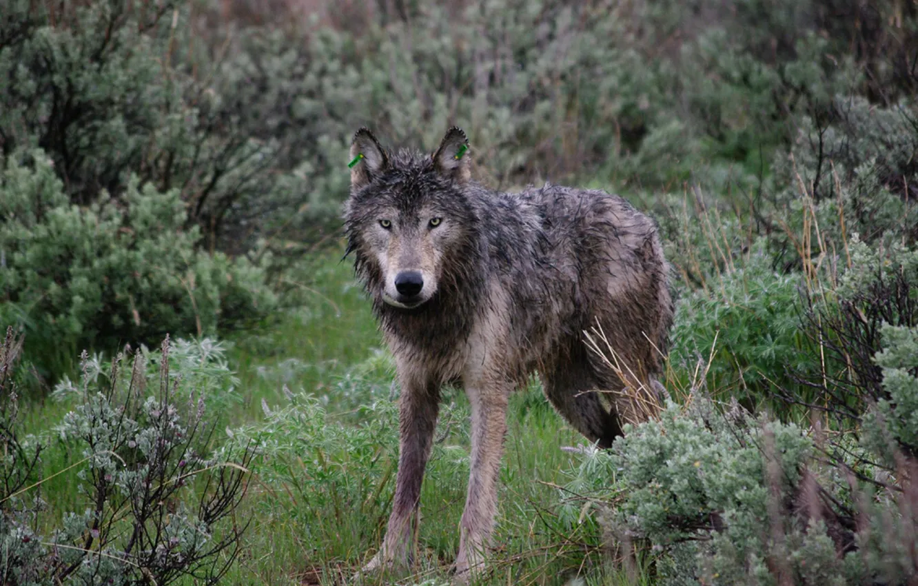 Photo wallpaper nature, face, animal, wolf, wildlife, head, fur, mammal