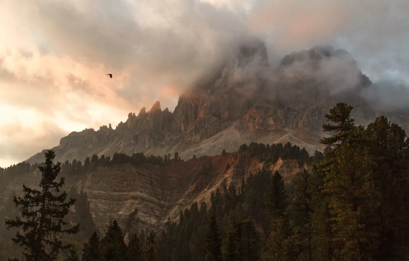 Photo wallpaper the sky, clouds, trees, mountains, clouds, nature, rocks, bird