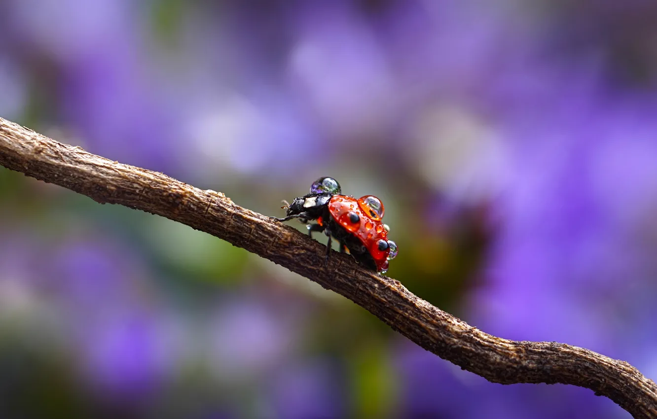 Photo wallpaper drops, macro, Rosa, sprig, ladybug, Wallpaper from lolita777