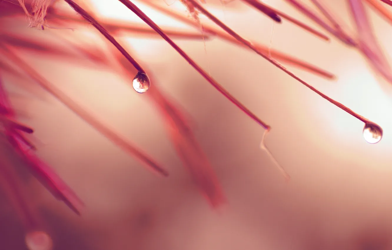 Photo wallpaper autumn, leaves, drops, rain, color, gentle