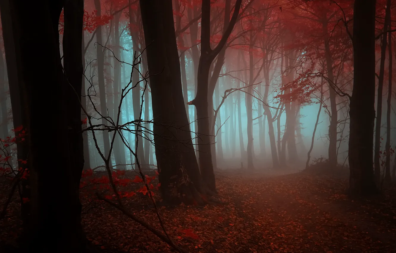 Photo wallpaper autumn, forest, leaves, trees, orange, red, fog