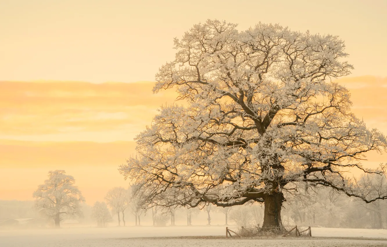 Photo wallpaper winter, light, snow, nature, tree, morning, Germany, photographer