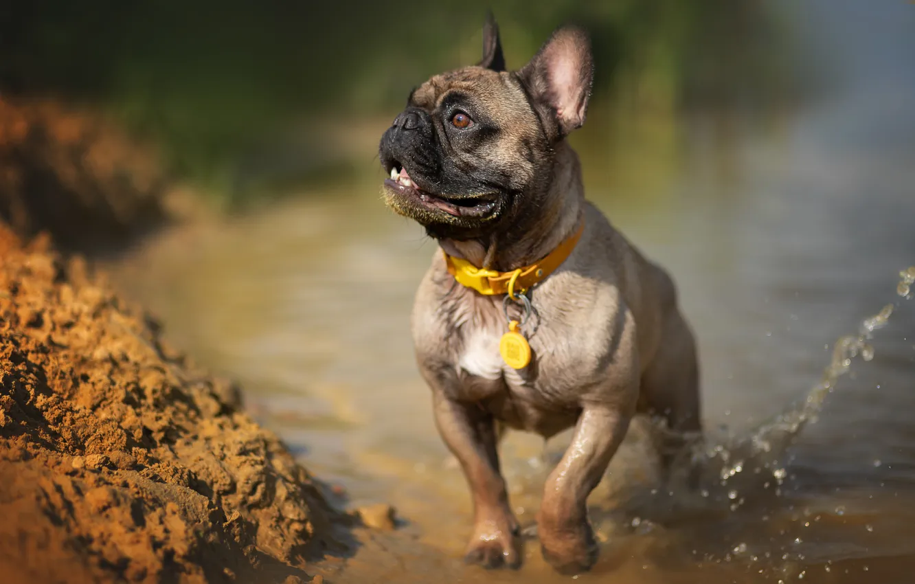 Photo wallpaper puppy, dog, pose