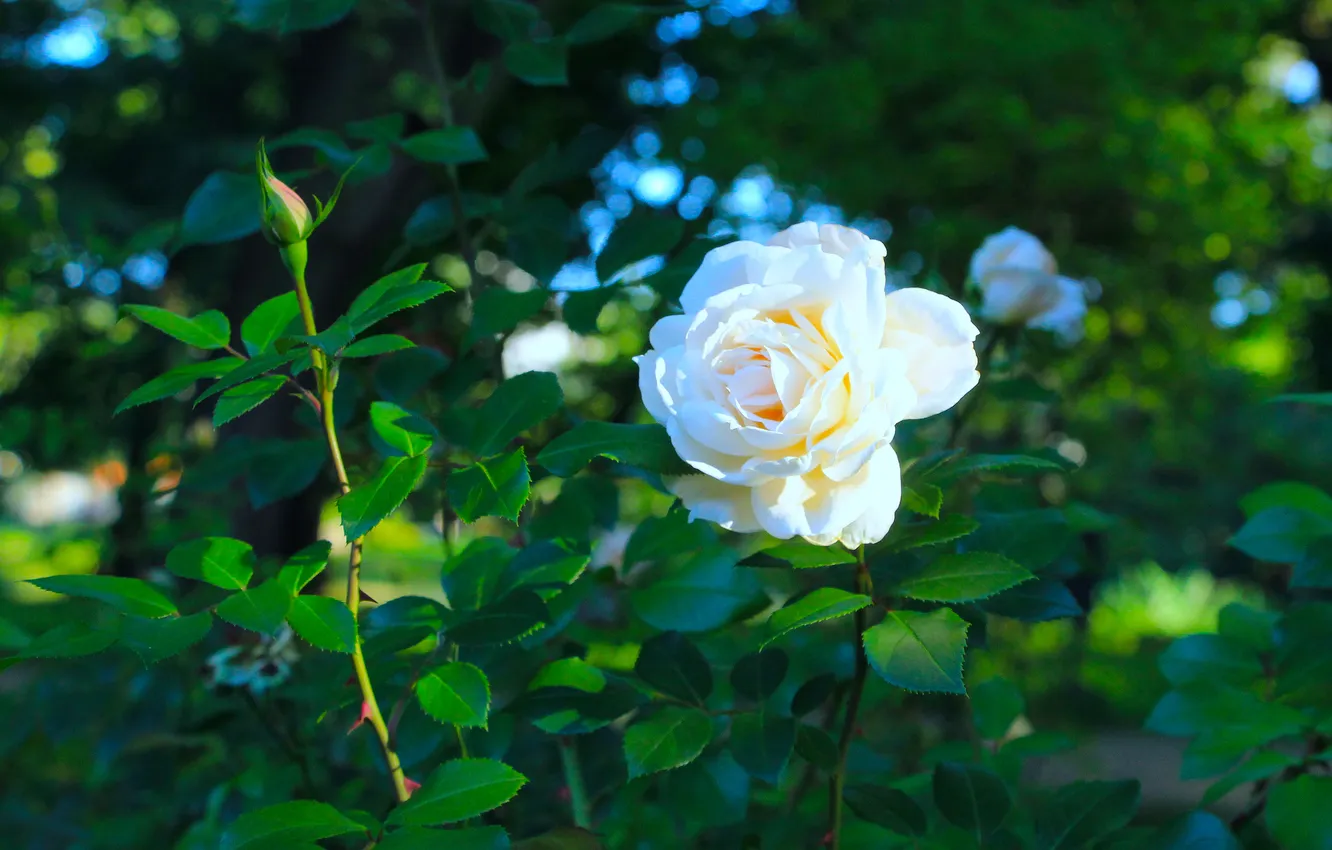 Photo wallpaper rose, white, flower, garden