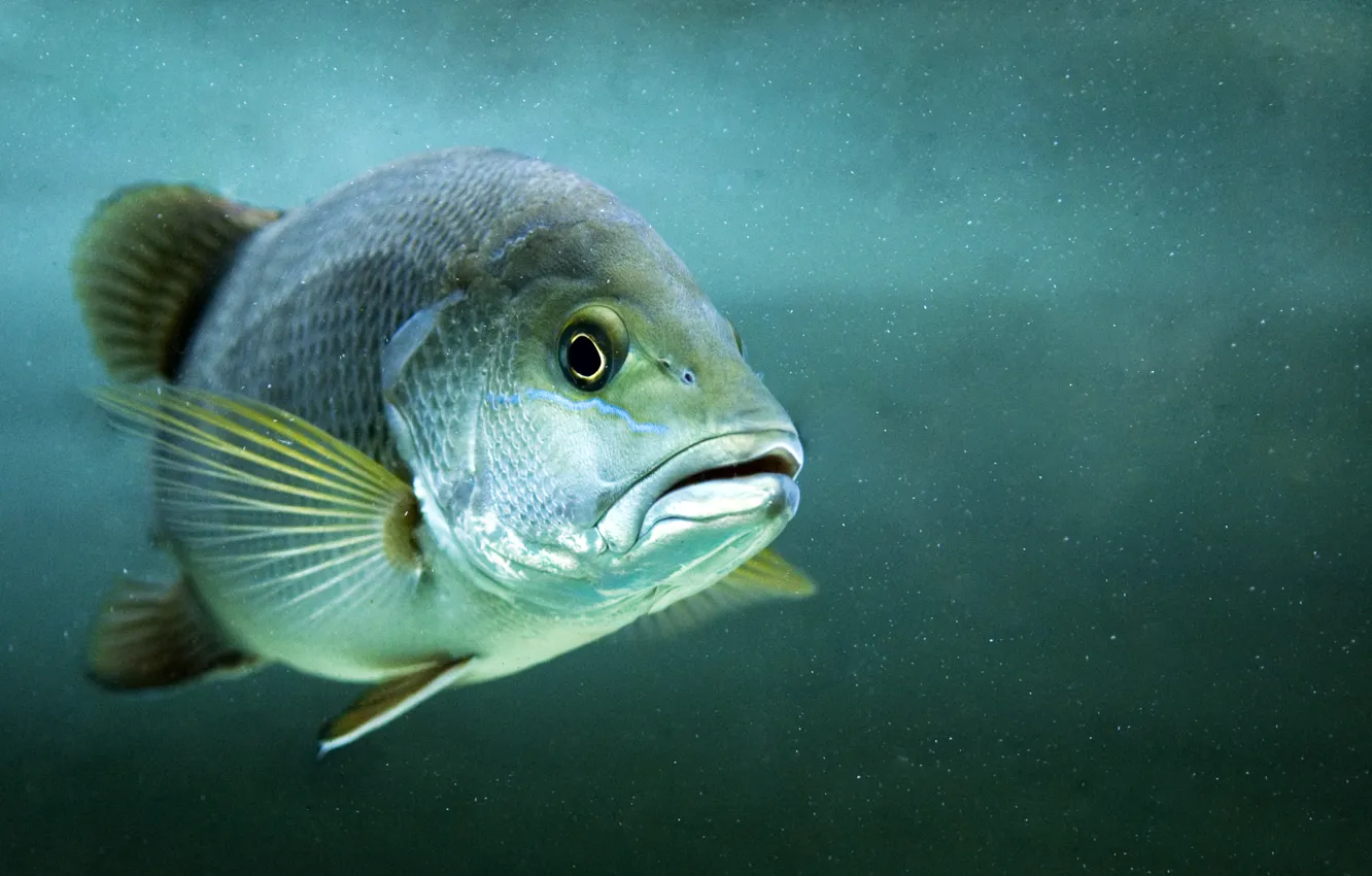 Photo wallpaper sea, look, water, bubbles, the ocean, fish, bubbles, sea