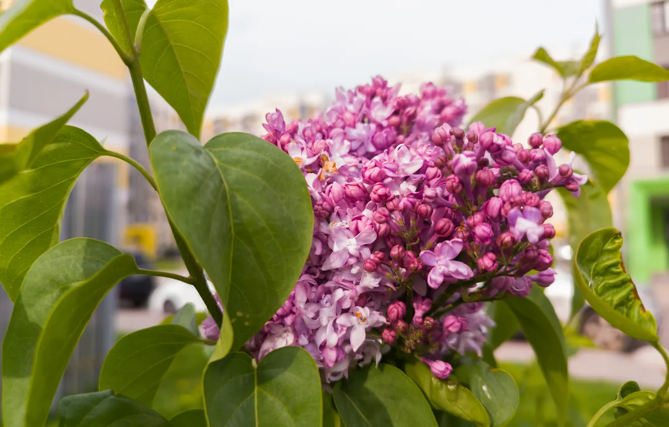 Photo wallpaper leaves, the city, home, Russia, lilac, bokeh, Artem