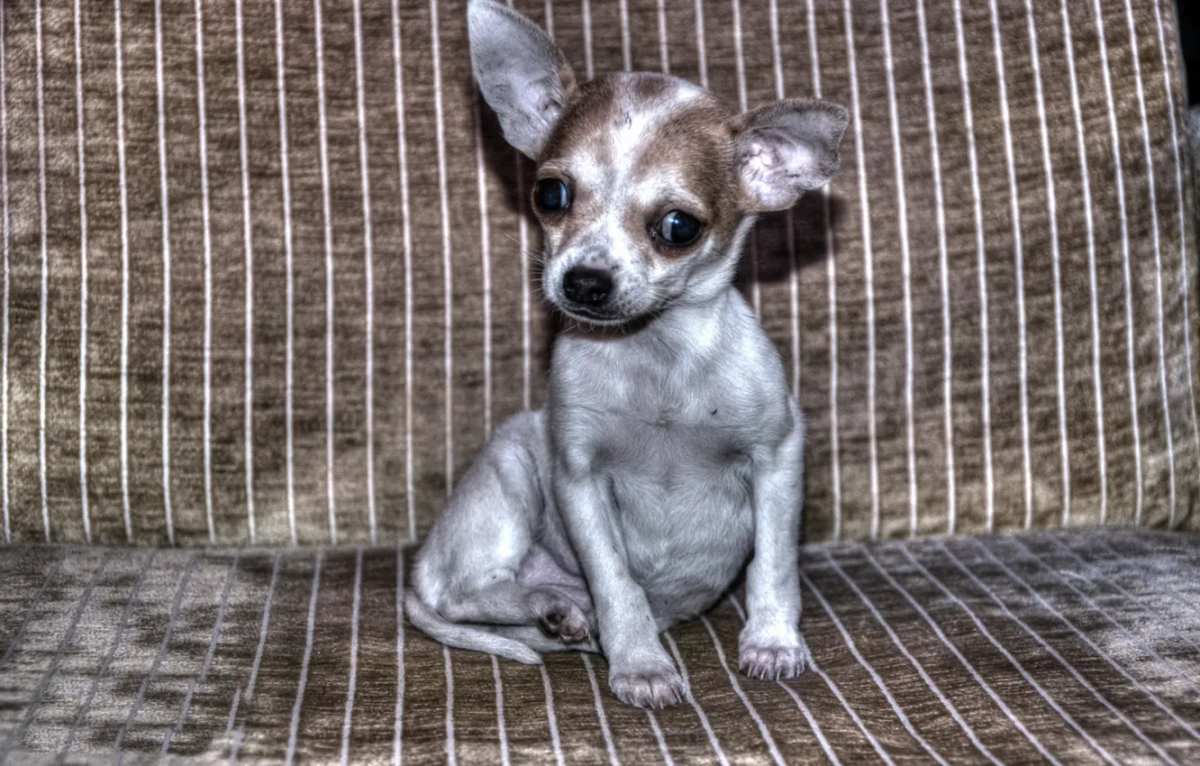 Photo wallpaper sofa, home, dog