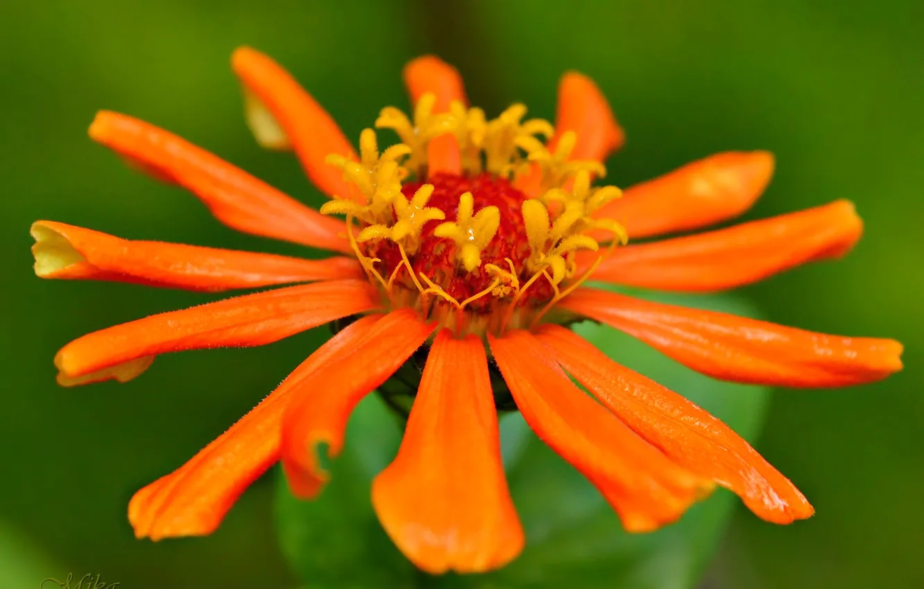 Photo wallpaper macro, flowers, flower, macro