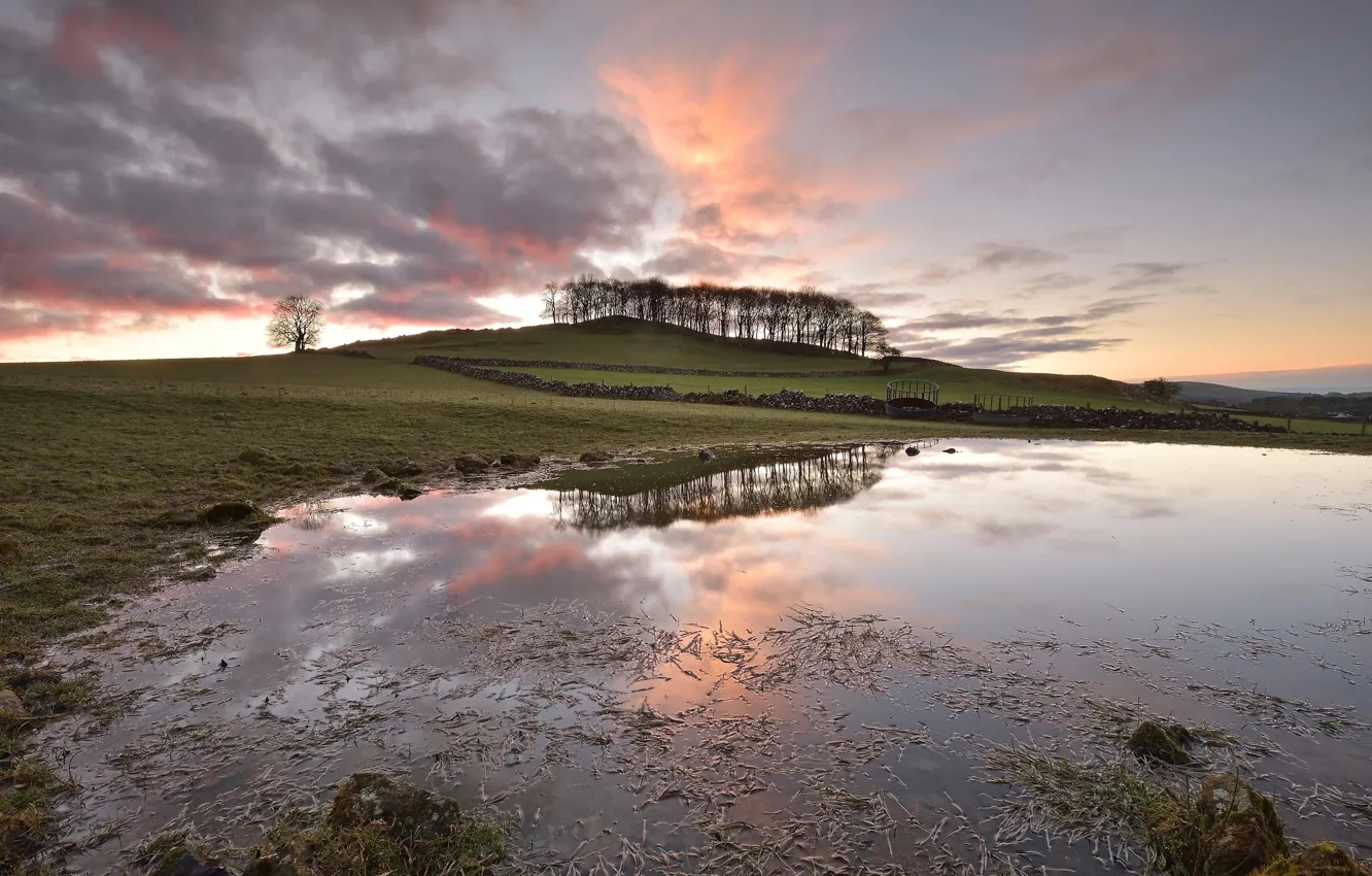 Photo wallpaper field, morning, puddle