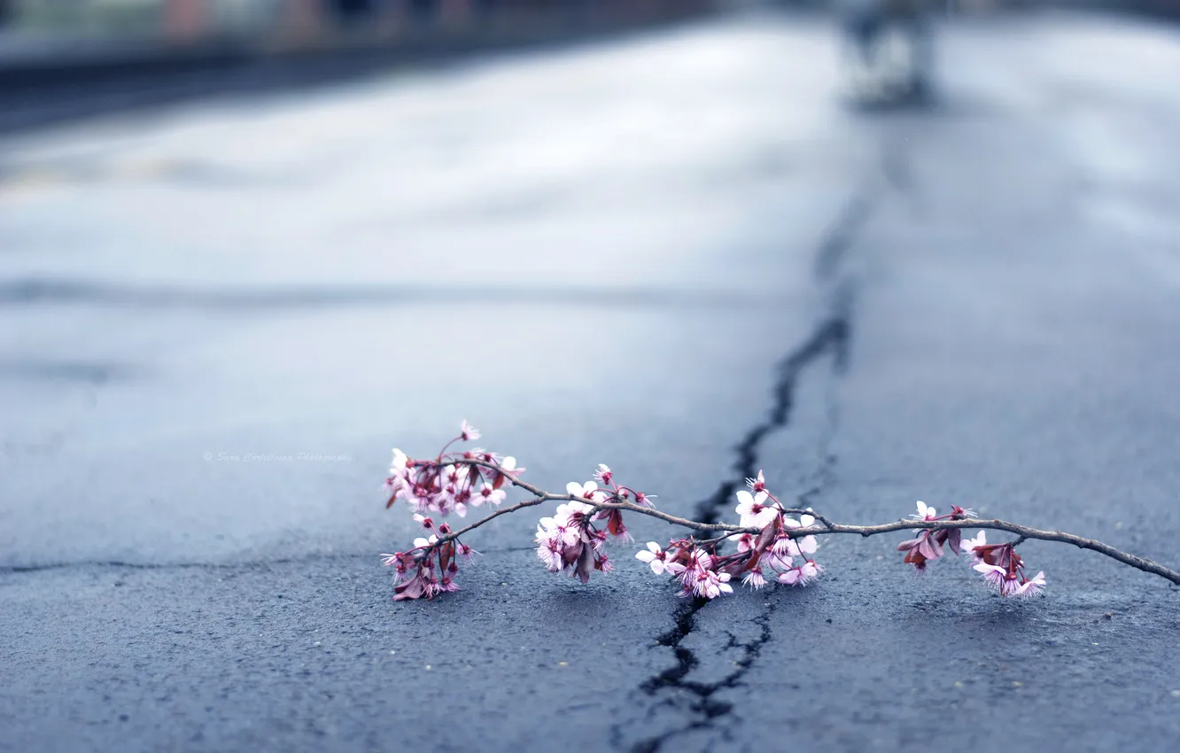 Photo wallpaper asphalt, flowers, branches, cherry, spring