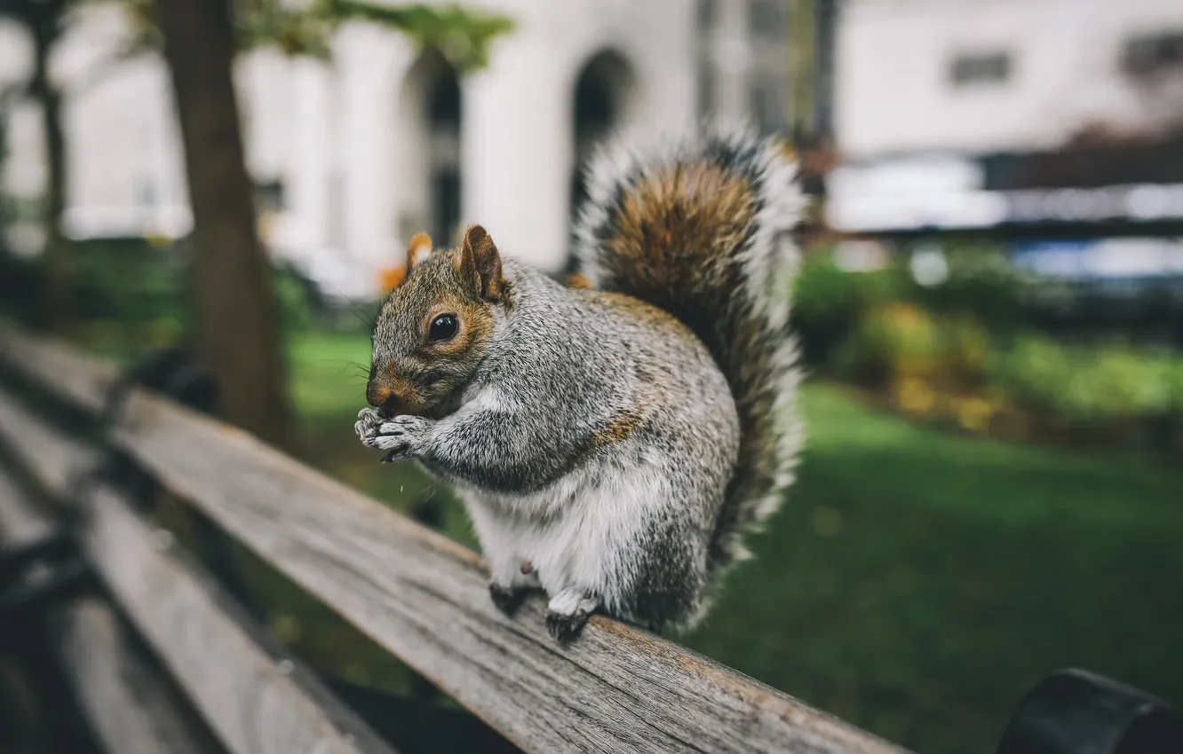 Photo wallpaper grey, the fence, protein, sitting