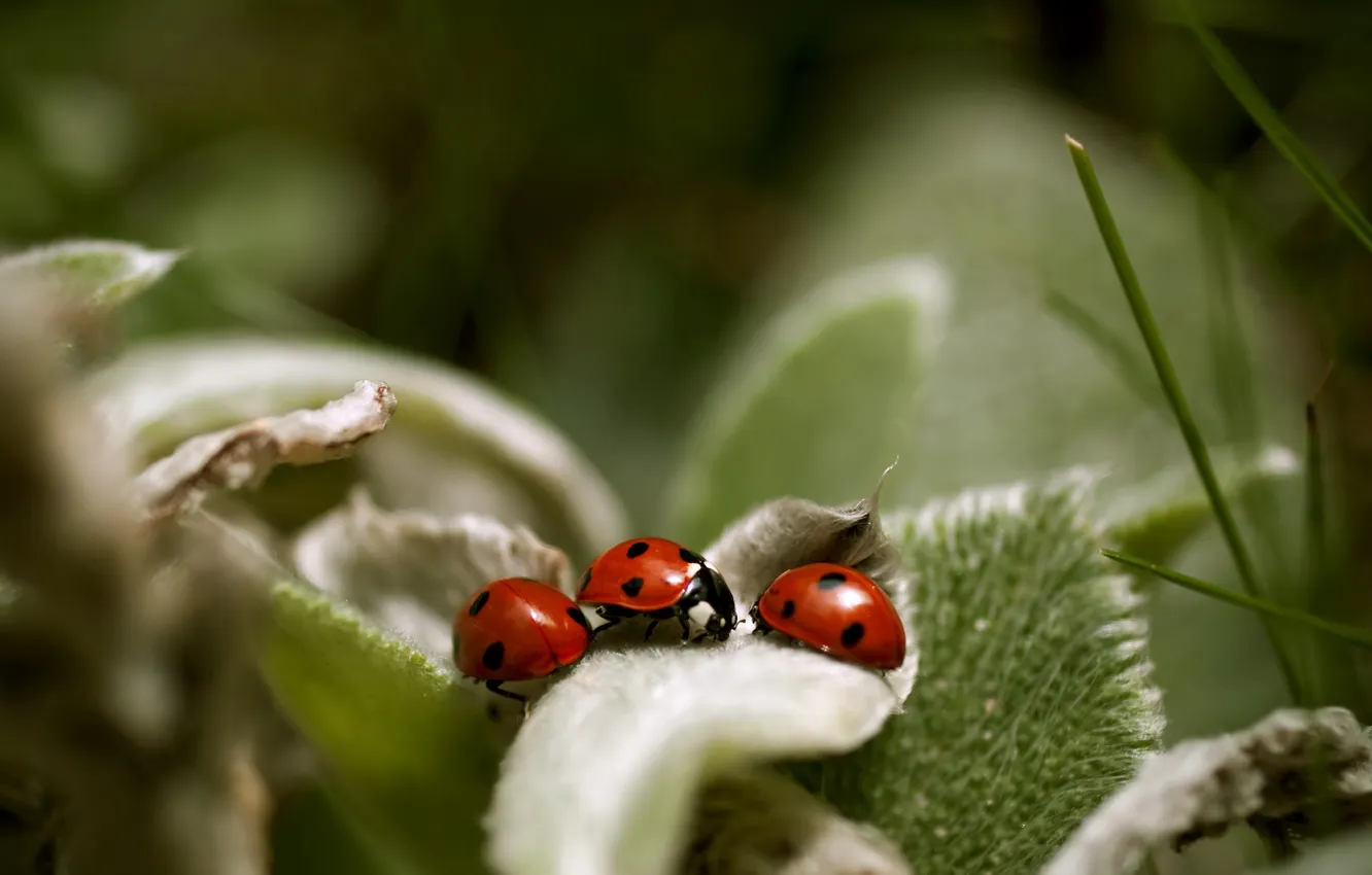 Photo wallpaper greens, leaves, plant, beetle, insect, ladybugs