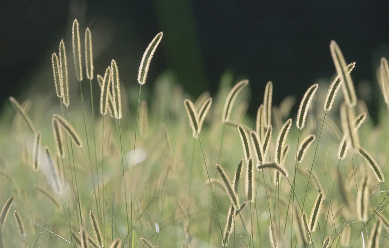 Photo wallpaper field, the sun, spikelets
