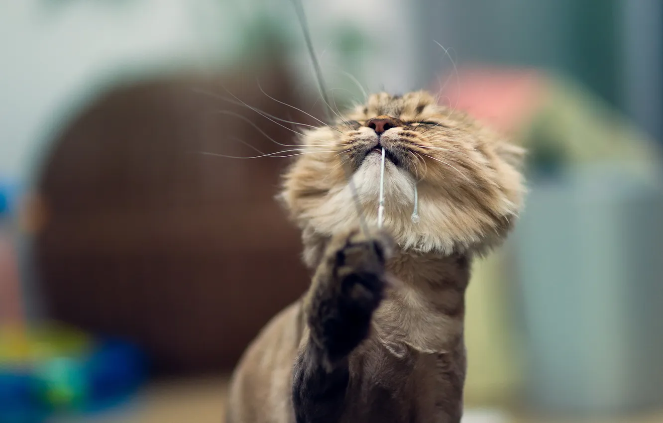 Photo wallpaper cat, background, home, Benjamin Torode