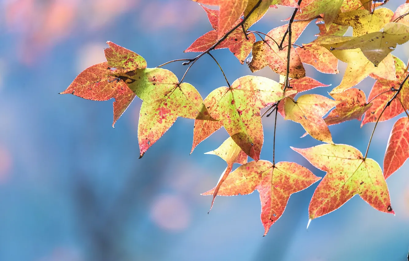 Photo wallpaper autumn, leaves, nature