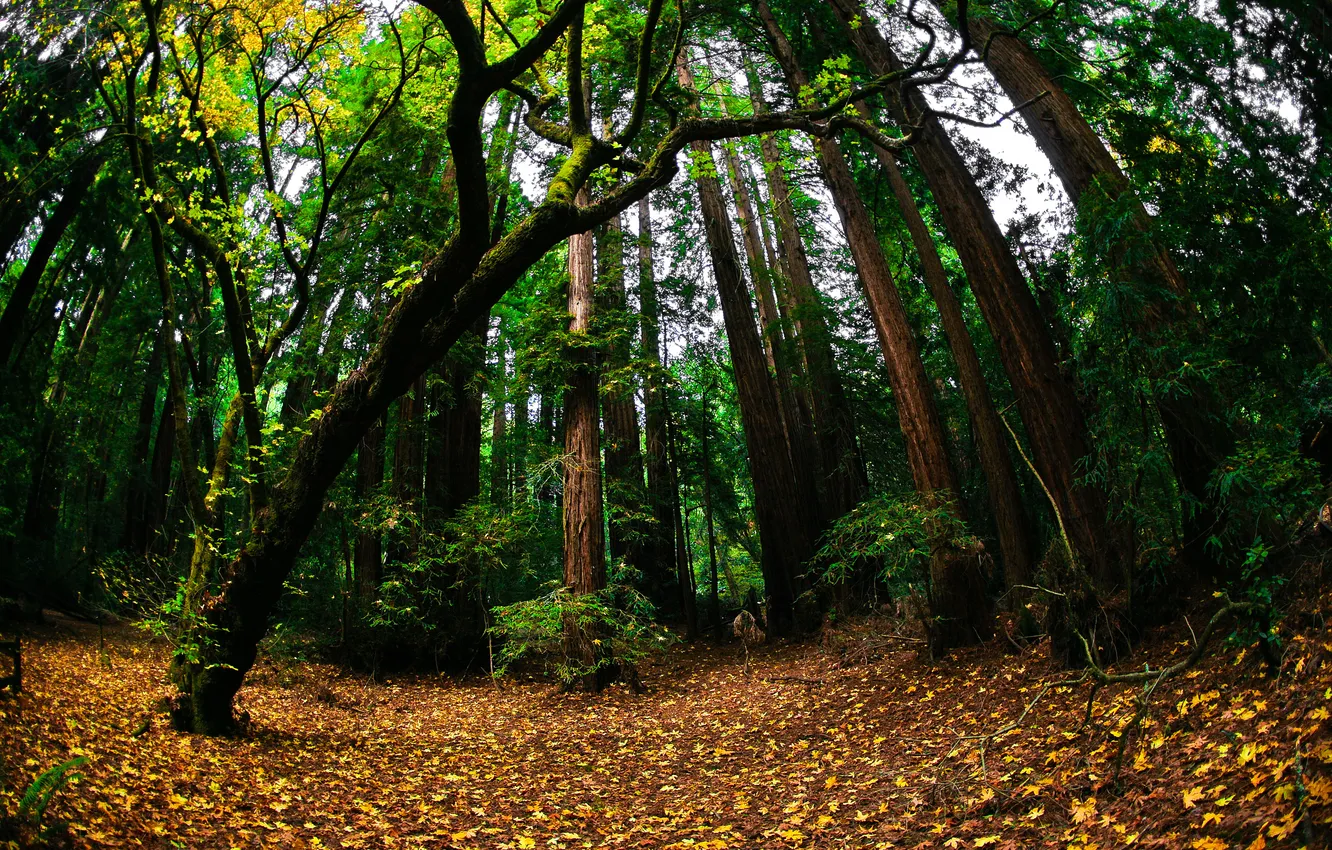 Photo wallpaper greens, autumn, forest, nature, foliage