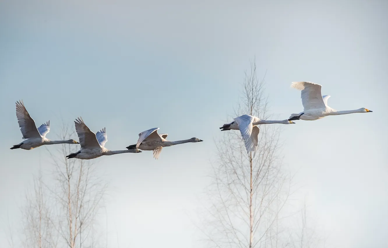 Photo wallpaper flight, bird, swans