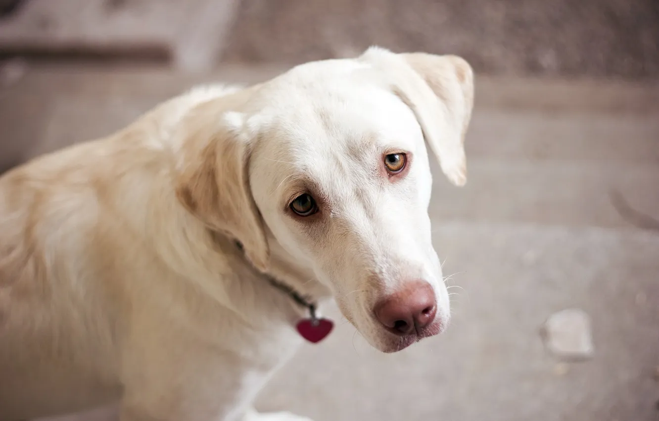 Photo wallpaper look, each, dog