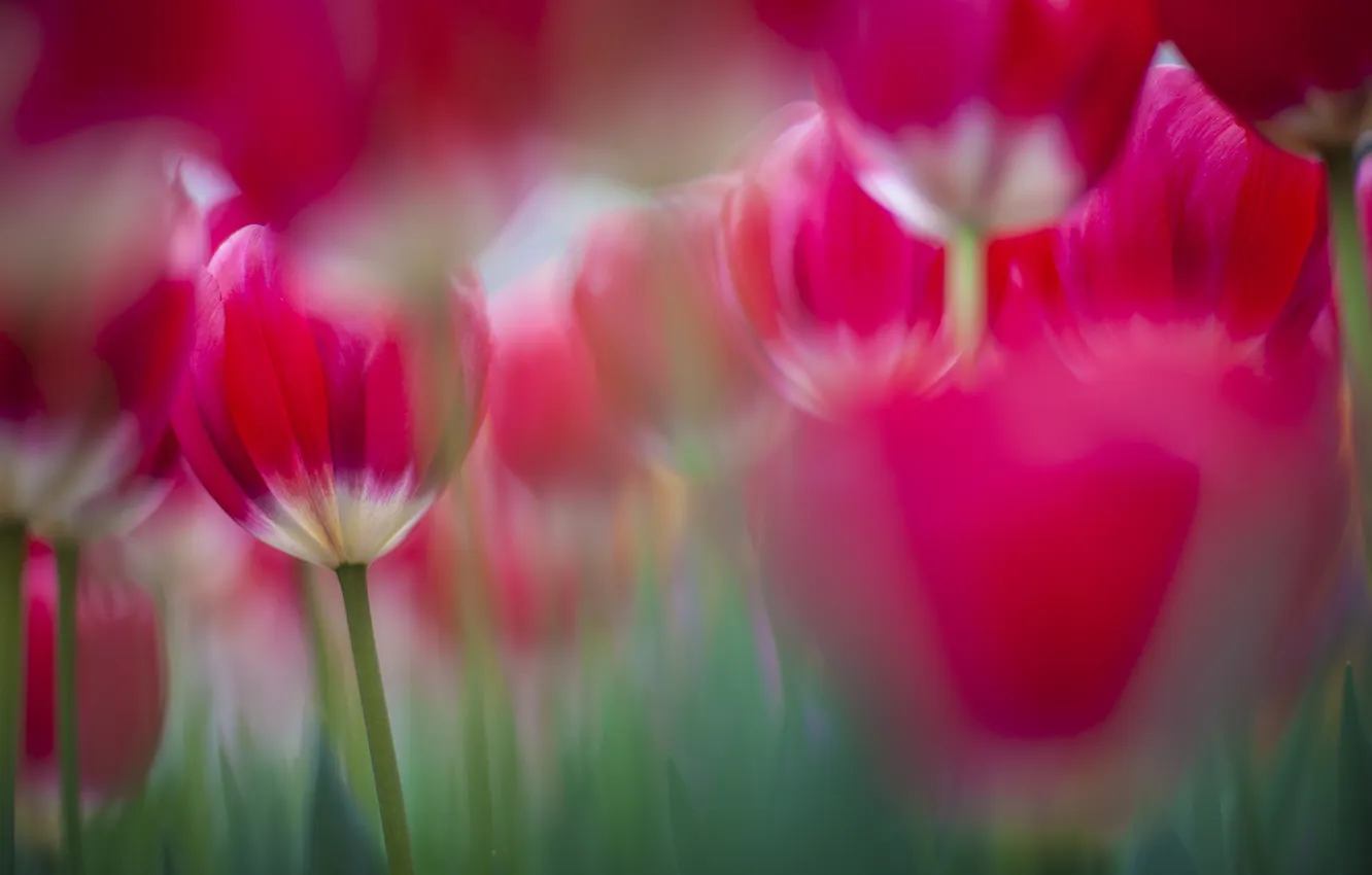 Photo wallpaper bright, focus, spring, tulips, pink