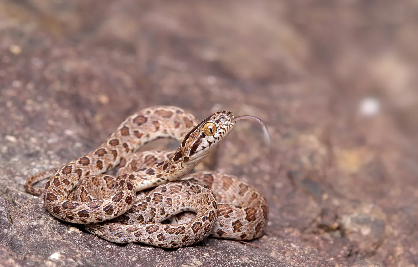 Photo wallpaper eyes, snake, wildlife