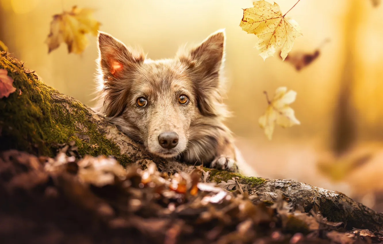 Photo wallpaper autumn, look, face, leaves, dog, the border collie
